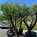 Olivovník európsky (Olea europaea) - výška 160-200cm, obvod kmeňa 30/40cm, kont. C100L – EXEMPLÁR (-12°C)